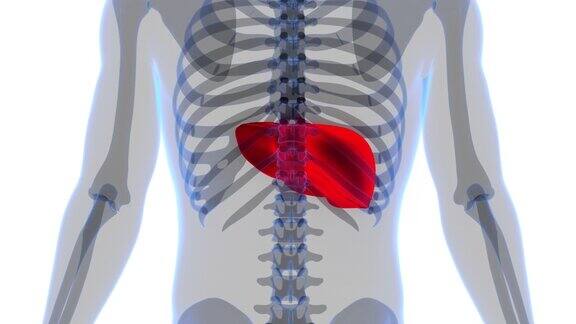 人体内部消化器官肝脏解剖动画概念