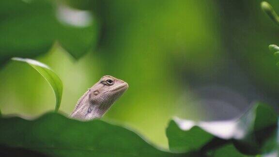 一只美丽的印度蜥蜴在寻找食物