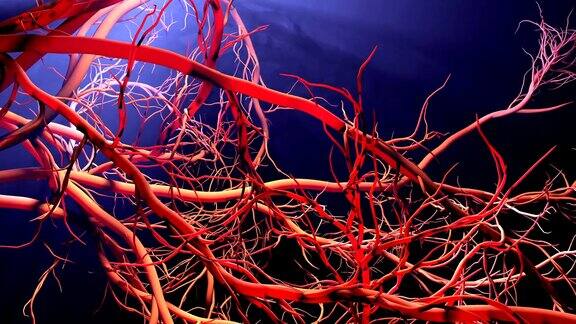 新生血管形成