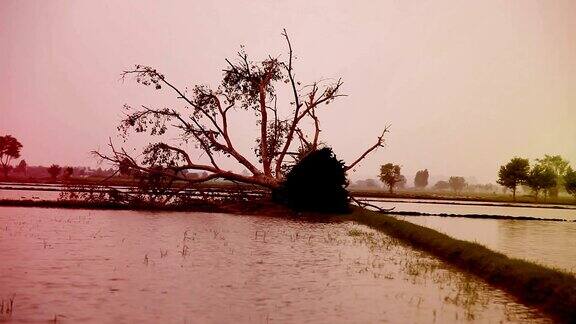 飓风过后倒下的树