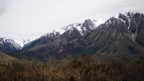 光秃秃的树木背景是白雪皑皑的山峰