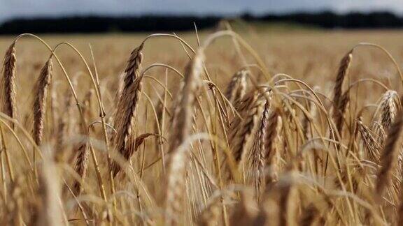 有成熟黑麦或小麦小穗的麦田