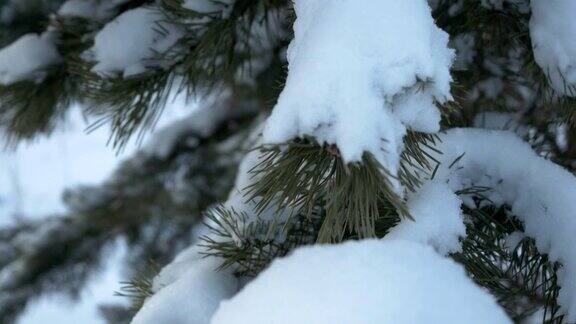 冬季森林冰雪覆盖的冬日森林冬天森林里的圣诞树