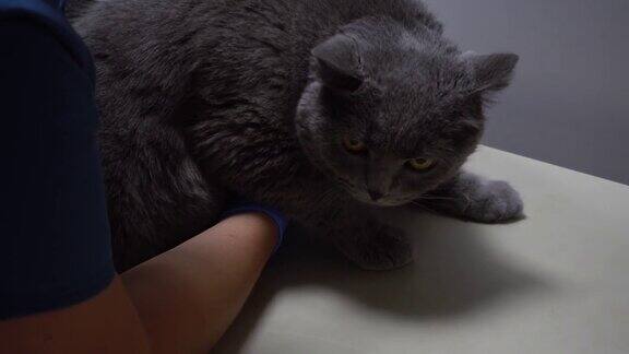 听兽医的猫的心跳兽医宠物护理猫超声波猫腹部的超声波检查
