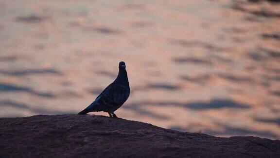 傍晚美丽的鸽子一只鸽子的剪影在岸边的水背景在日落特写镜头