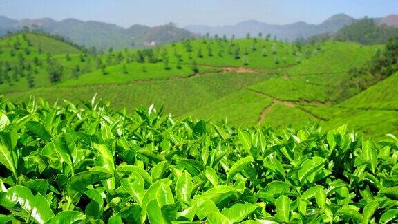 印度喀拉拉邦穆纳尔茶园的新鲜绿茶叶子