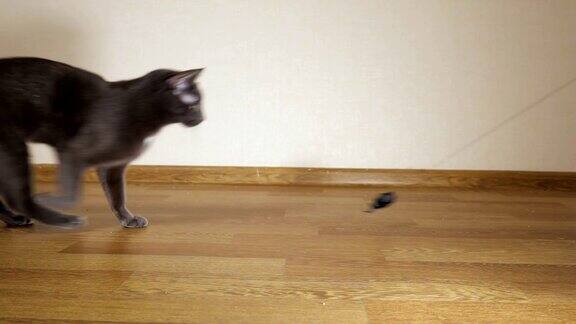 一只灰猫在追捕一只玩具老鼠的慢动作镜头
