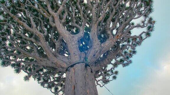 特内里费岛伊科德·德·洛斯维诺斯著名的千年龙树金丝雀