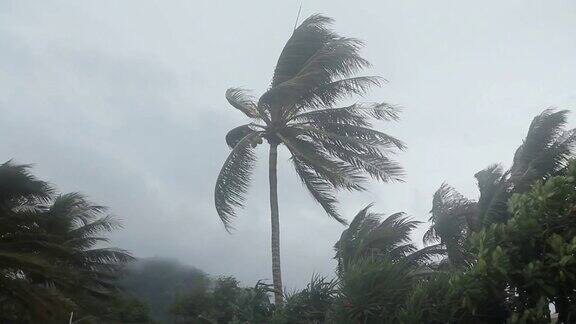 风暴吹过椰子树