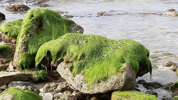 美丽的绿海藻上的新鲜石头
