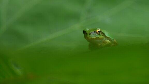 草地上的树蛙4K视频
