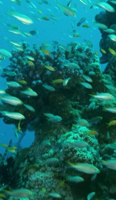 五彩斑斓的热带鱼在美丽的珊瑚礁周围的蓝色海水中游泳水下珊瑚礁的景象利retailAnthias和Glassfish的学校
