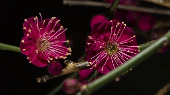 红色的梅花梅花开花