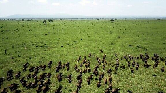 空中飞行坦桑尼亚野生动物园米库米水牛踩踏