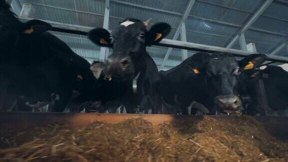 牛在牛棚里吃草