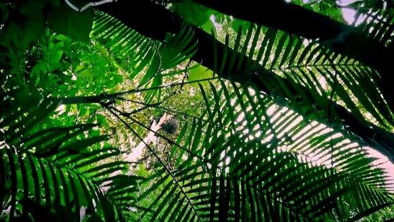 早晨穿过热带雨林