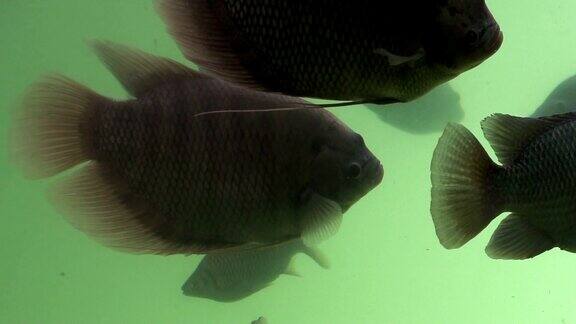 淡水鱼在水下游动从侧面看慢镜头在美丽