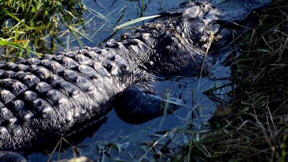 美国佛罗里达州大沼泽地里的短吻鳄