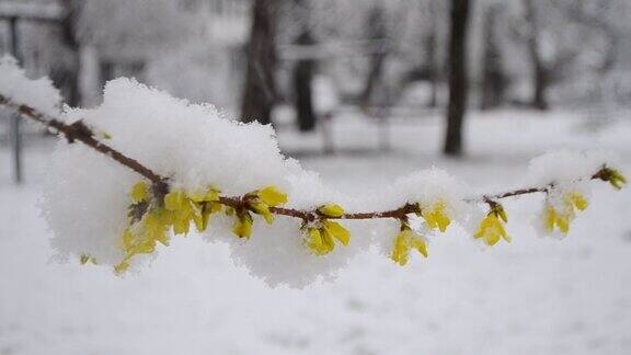春天下雪的时候黄花覆盖着一层雪