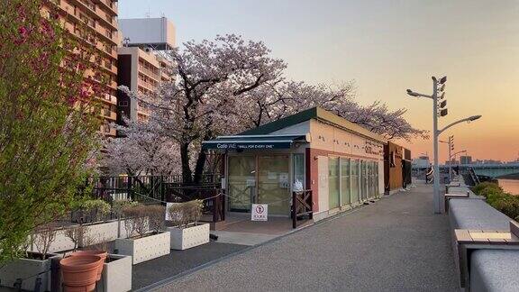 日本东京的隅田公园樱花盛开