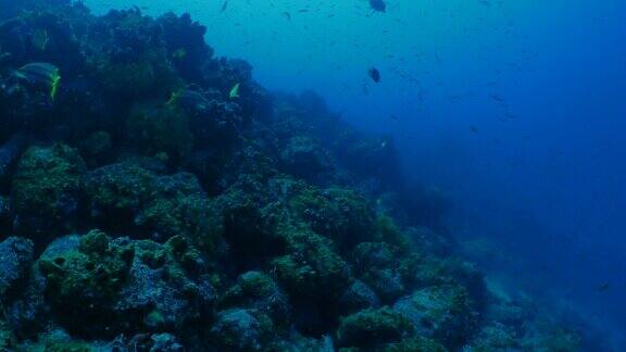 加拉帕戈斯群岛沃尔夫岛的海底珊瑚礁