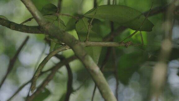 近距离拍摄的伪装昆虫在热带雨林植物森林野生动物4K红色电影镜头