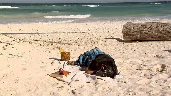 狗狗穿着泳衣戴着太阳镜躺在沙滩上喝着菠萝饮料
