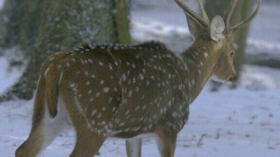 鹿在雪中行走
