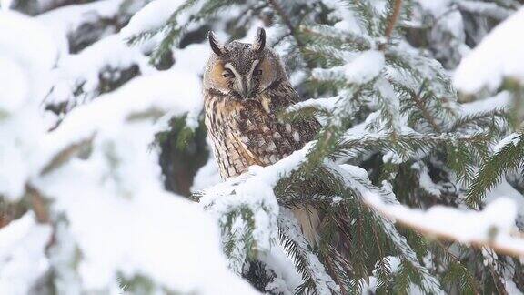 下雪天猫头鹰坐在冷杉树上