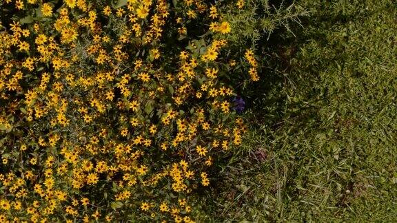 风正在修剪盛开在花坛上的黄花静态照相机