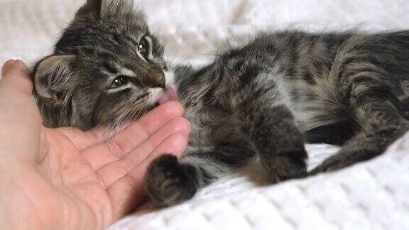 女人的手抚摸着一只小猫宠物护理看相机靠近在主人手中睡着的小猫用手抚摸小猫的脖子毛茸茸的宠物高兴地呜呜叫舒适的家