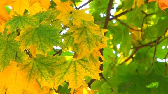 高清移动树枝与绿色和黄色的叶子特写