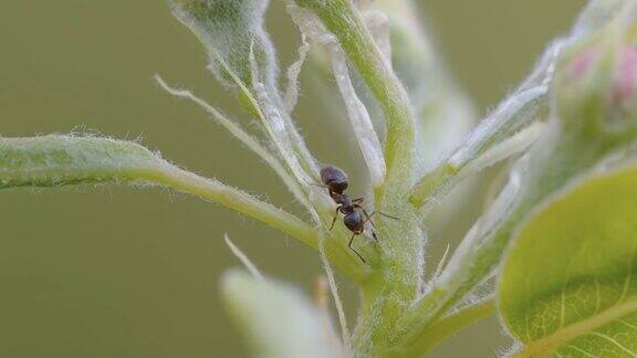 一只黑蚂蚁在花茎上爬行