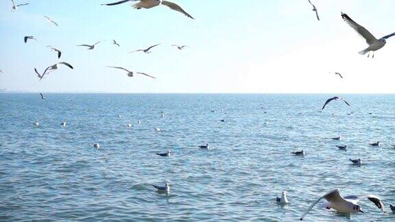 海鸥和海洋缓慢的运动