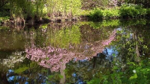 春天的景观有池塘和杜鹃花