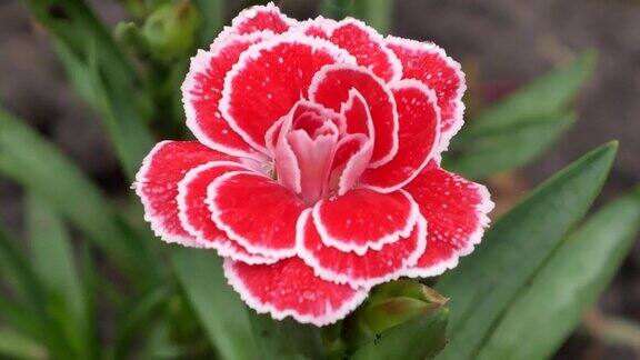 高山粉红的康乃馨在花园里绽放耐寒芳香园林植物