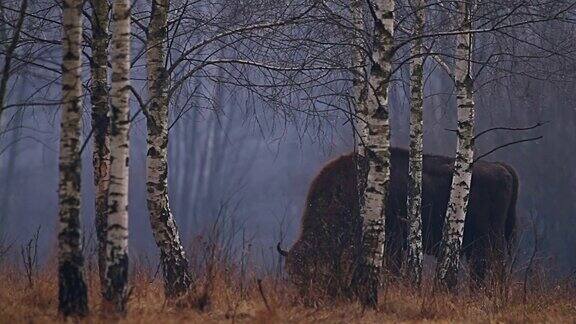 森林里的野牛欧洲野牛(欧洲野牛)它是与美洲野牛并列的两个物种之一