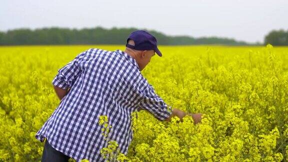 研究人员用数字平板电脑检查油菜田间开花