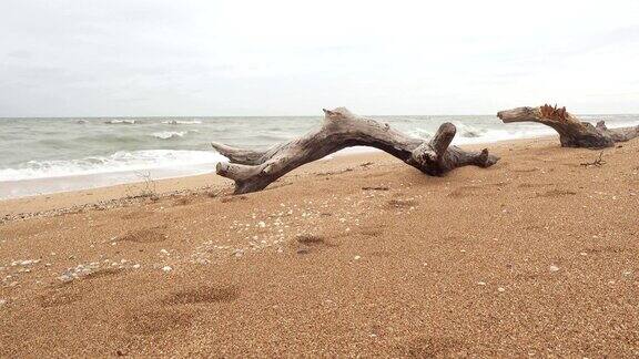 沙滩上的古树