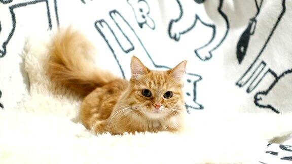 可爱的姜黄色的猫躺在床上毛茸茸的宠物在舒适的家庭背景