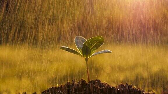 雨滴水小绿树芽栽在地上迎着夕阳