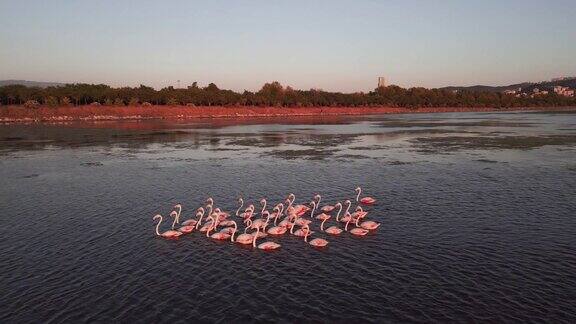粉红色的火烈鸟在湖里一群粉红色的火烈鸟映衬着美丽的风景野生动物视频拍摄
