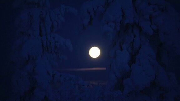 满月的景象越过一些积雪覆盖的树木在夜晚的月光下