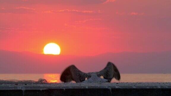 海鸥飞远了日落时的海景
