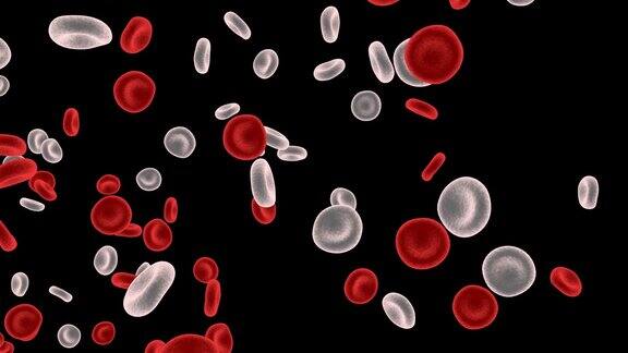 血液循环系统中的红细胞