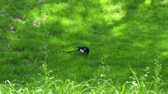 喜鹊走在草地上