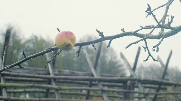 孤零零的苹果挂在光秃秃的树枝上