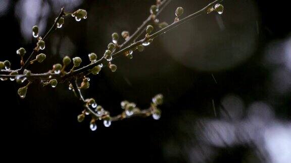 小雨