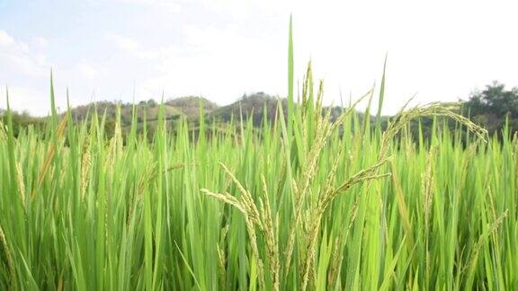 泰国北部的稻田特写