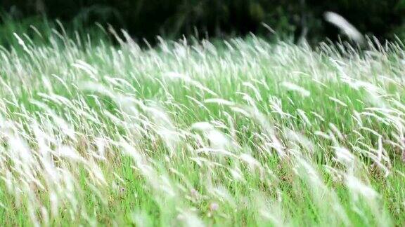 柔软梦幻的白色草羽毛在风与温暖的夏天阳光柔软和清新的自然在秋天春天或夏天的季节背景